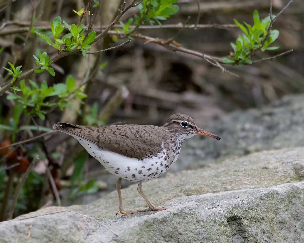 Spotted Sandpiper - Leon Meintjes