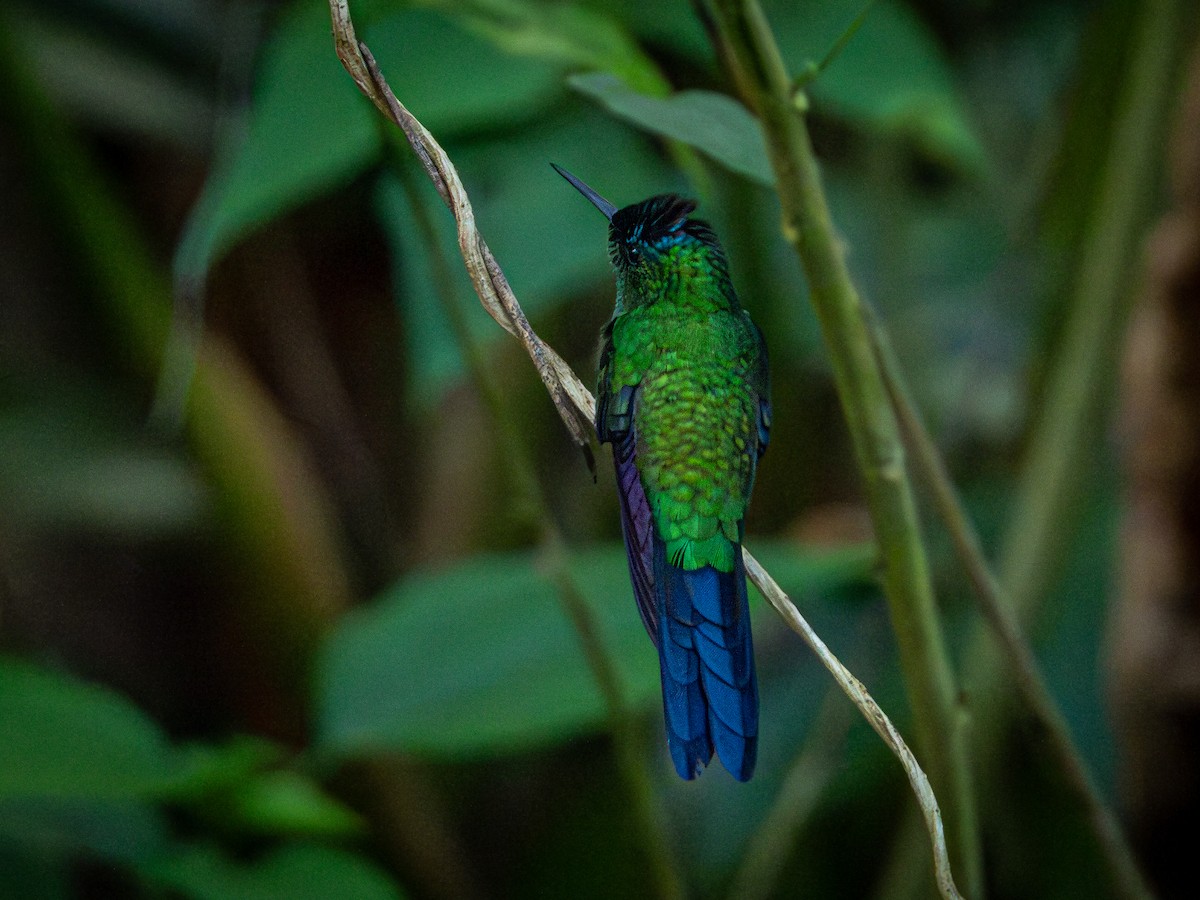 Violet-capped Woodnymph - ML618723623