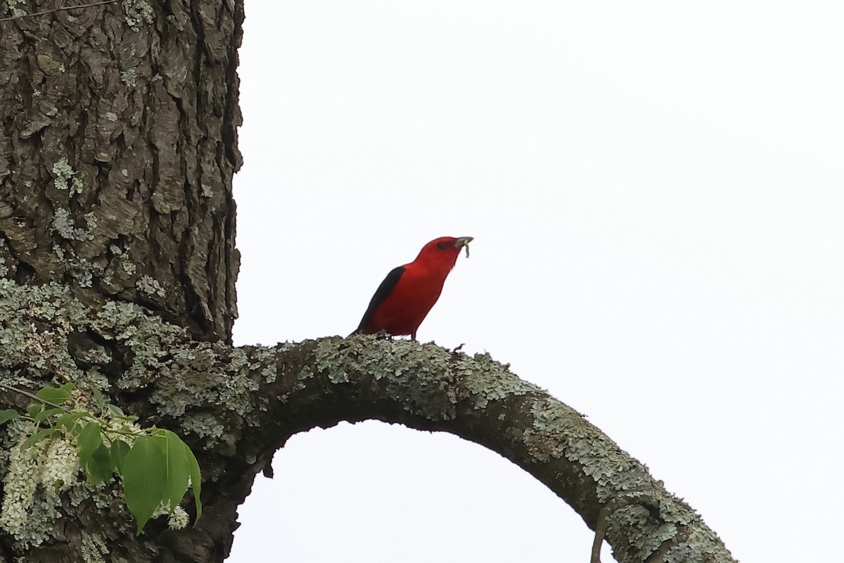 Scarlet Tanager - John Mercer