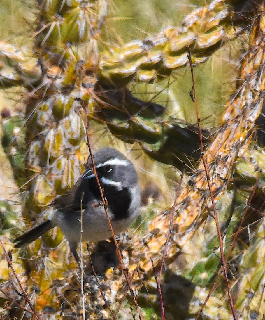 Black-throated Sparrow - Ulrike Guggenheim
