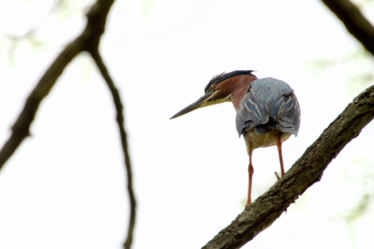 Green Heron - ML618723634