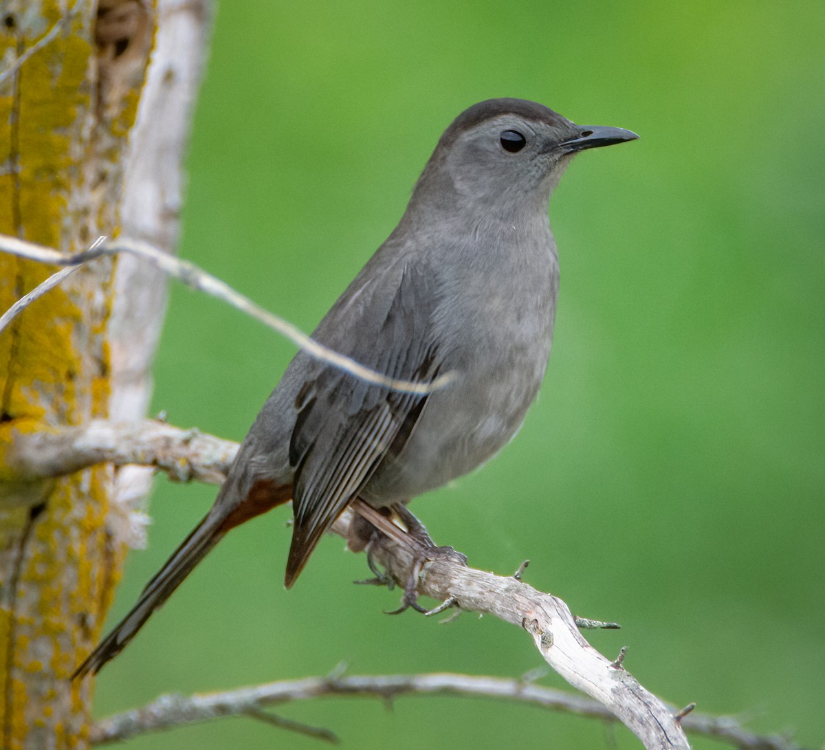 Gray Catbird - Adam Schiffer