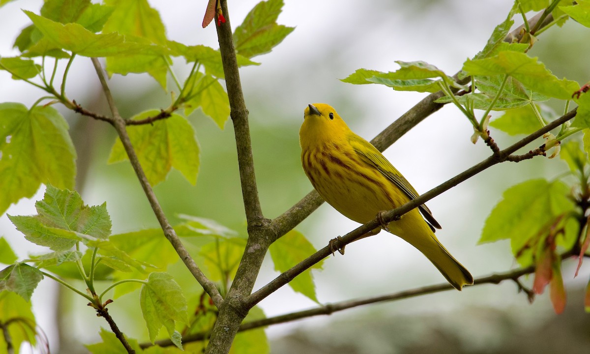 Yellow Warbler - ML618723648