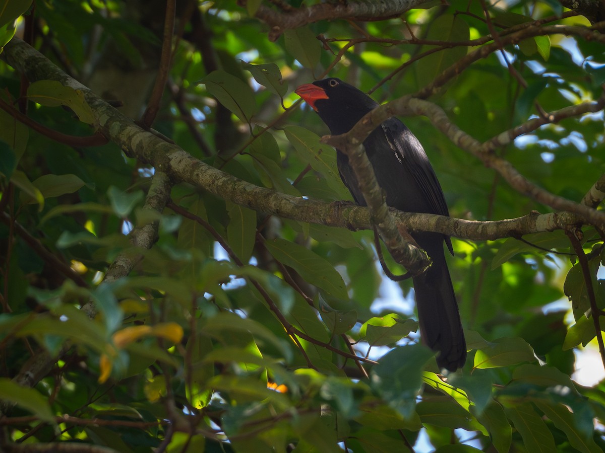 Black-throated Grosbeak - Vitor Rolf Laubé