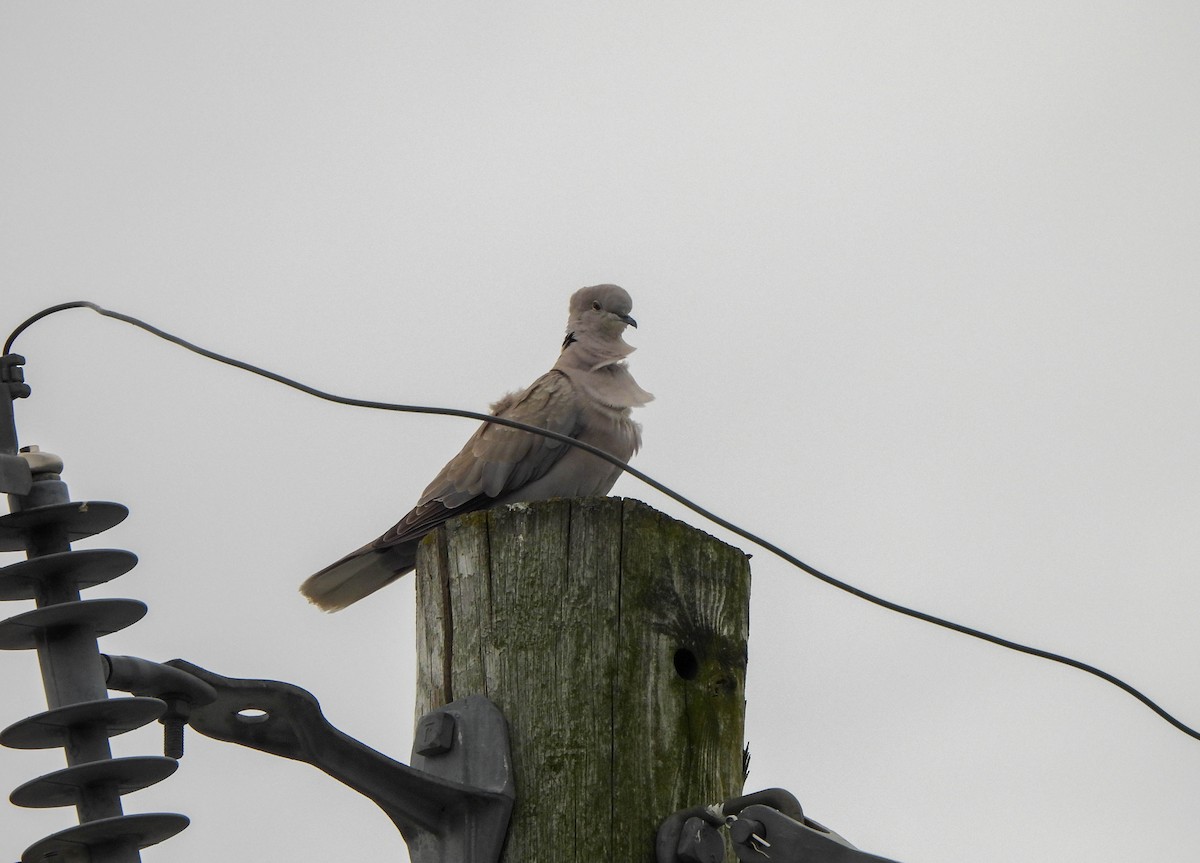 Eurasian Collared-Dove - ML618723659