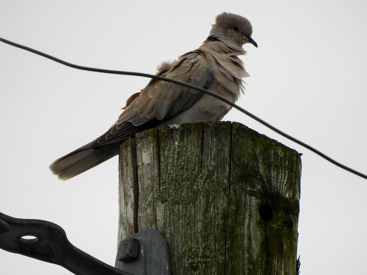 Eurasian Collared-Dove - ML618723660