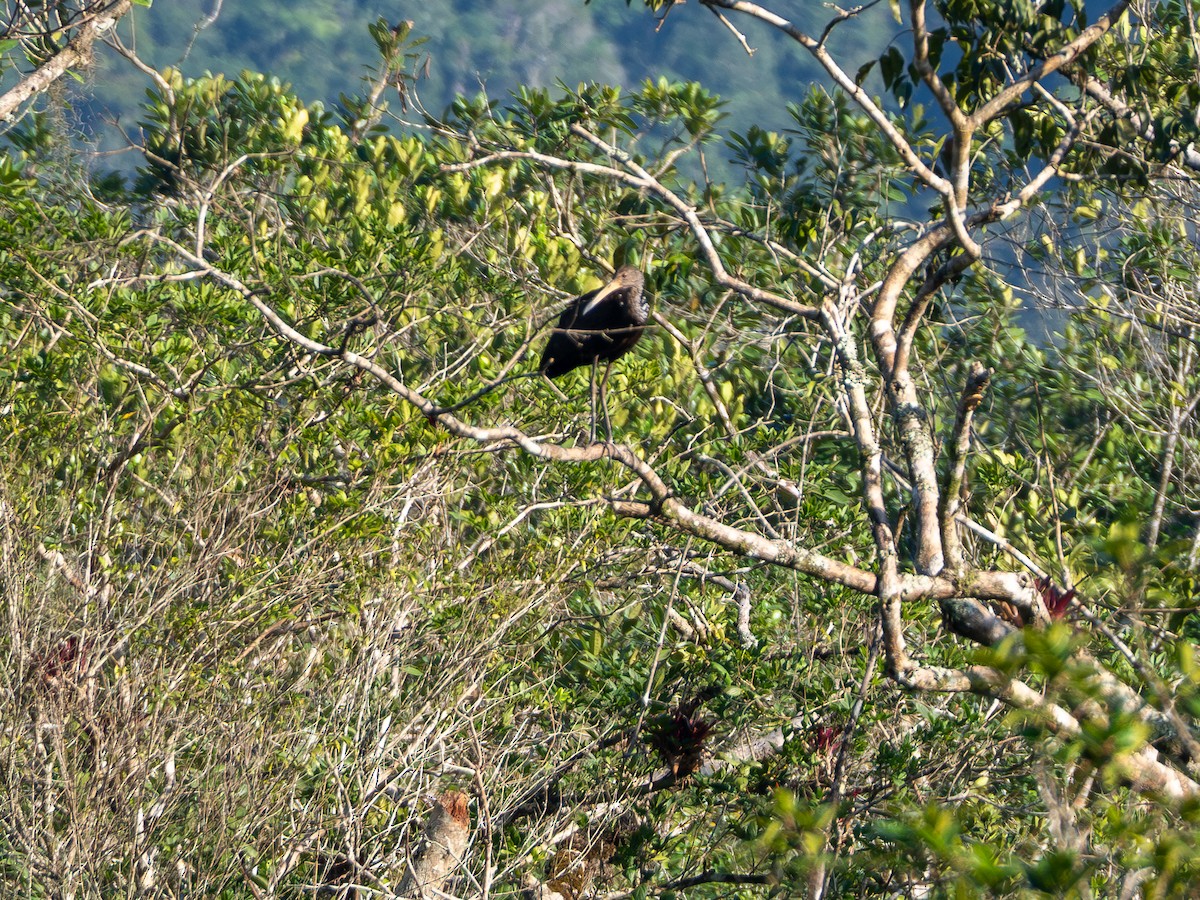 Limpkin - ML618723662