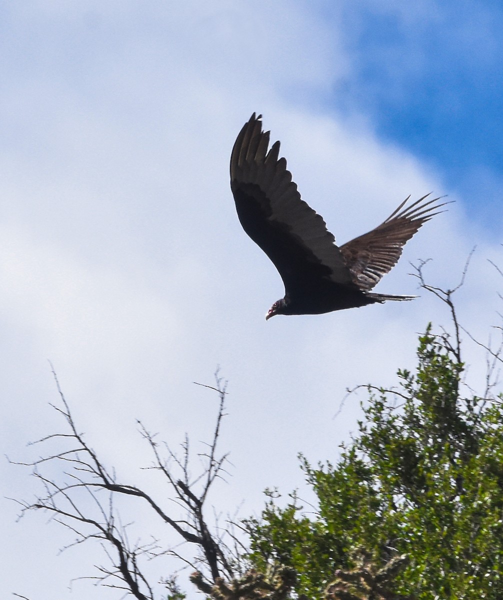 Turkey Vulture - ML618723664