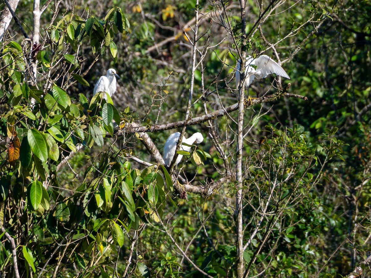 Snowy Egret - ML618723665