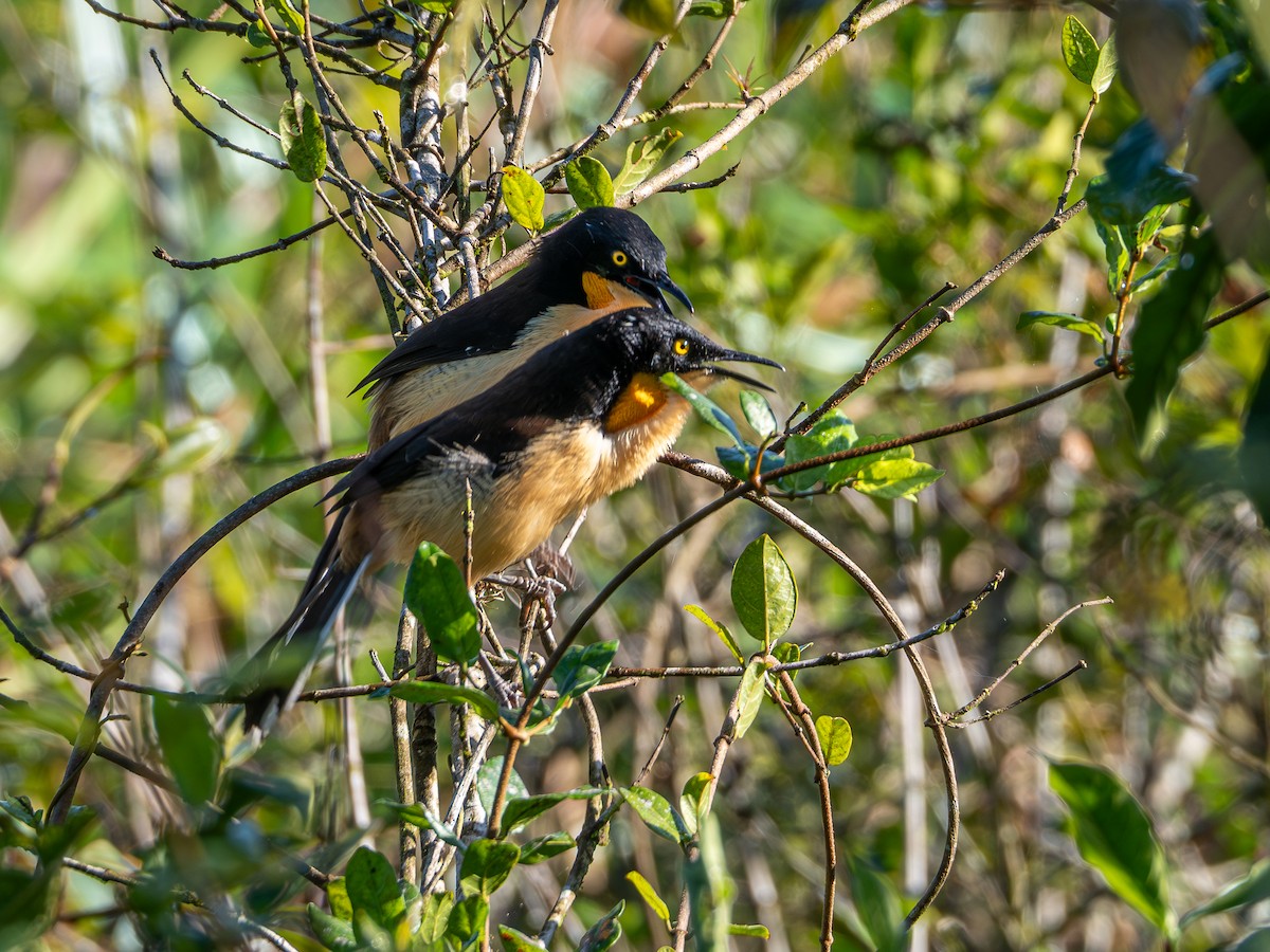 Black-capped Donacobius - ML618723676