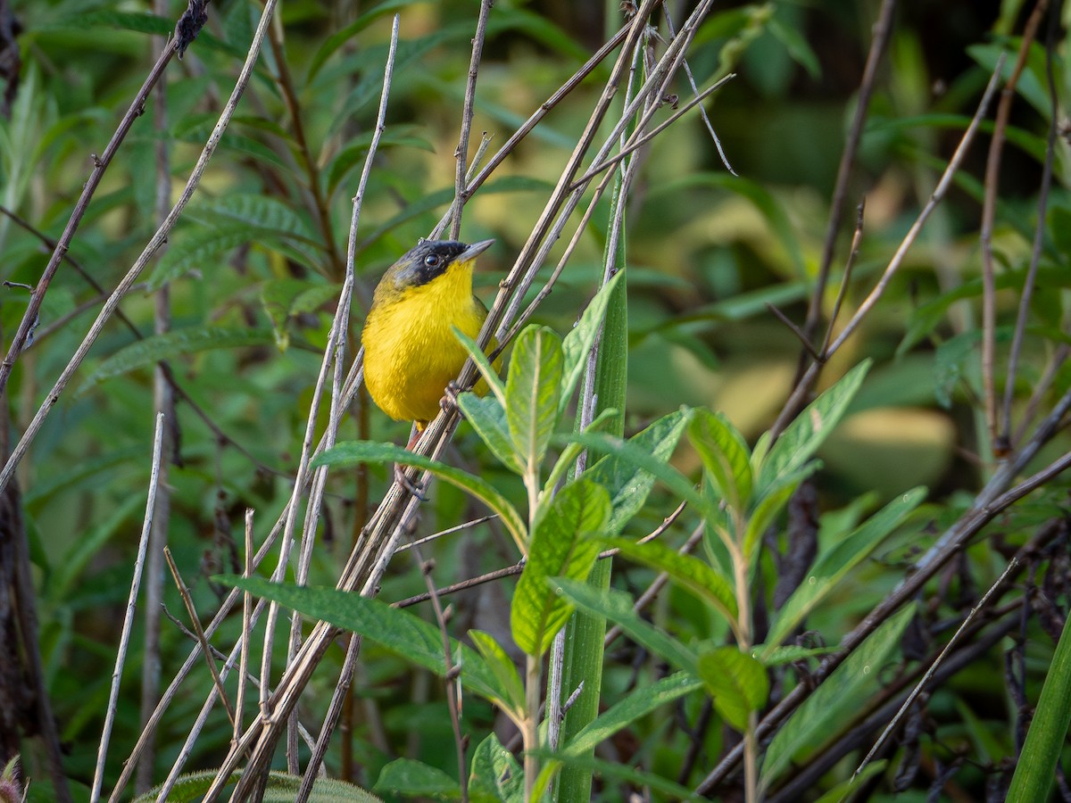 Southern Yellowthroat - ML618723705