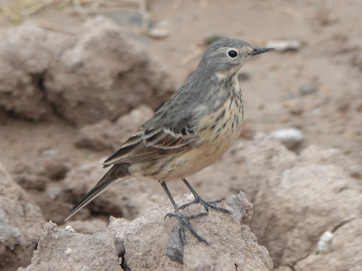 American Pipit - ML618723706