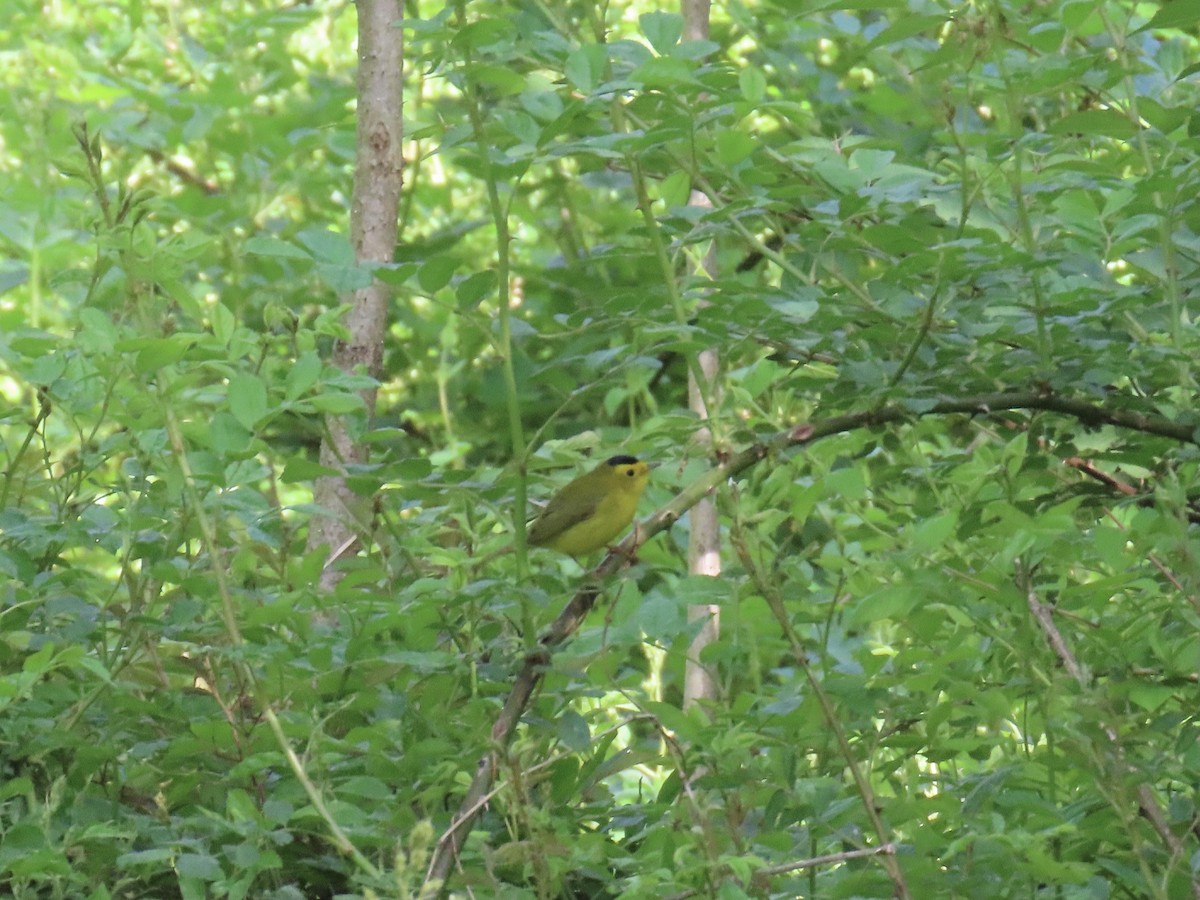 Wilson's Warbler - ML618723719