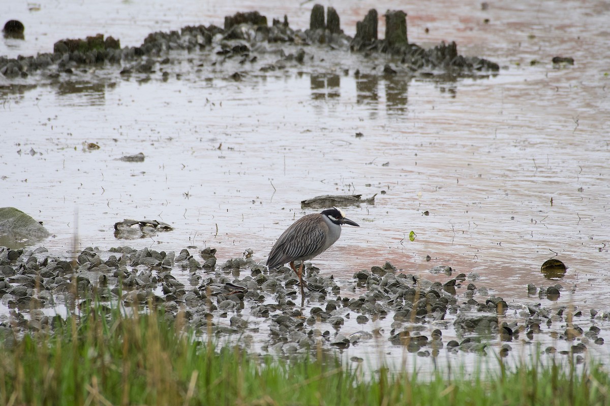 Yellow-crowned Night Heron - ML618723720