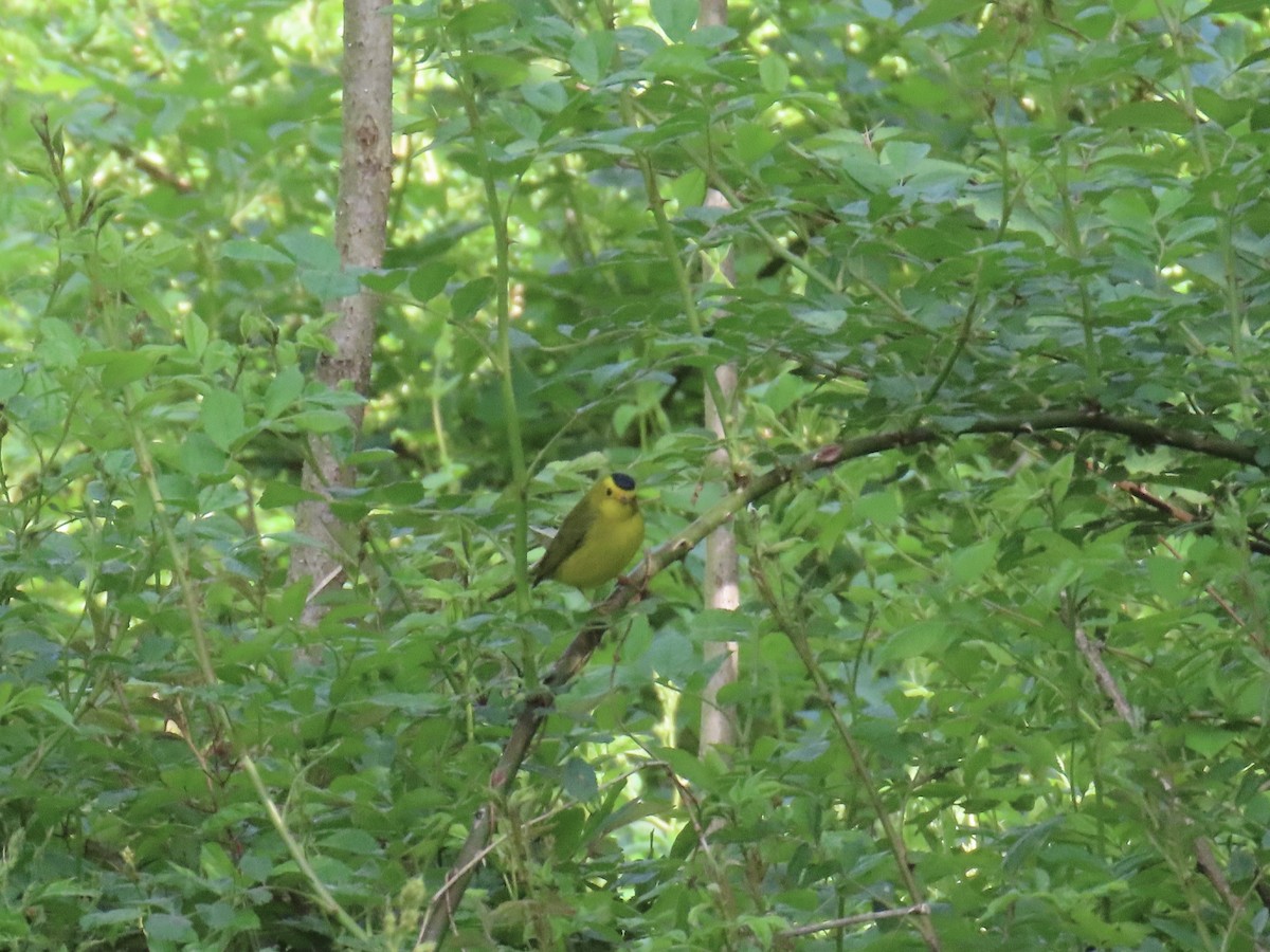 Wilson's Warbler - ML618723722