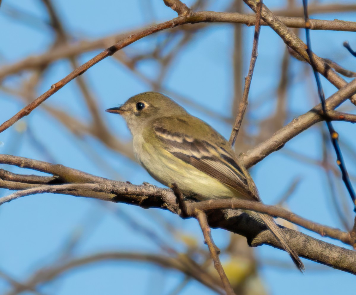 Least Flycatcher - ML618723766