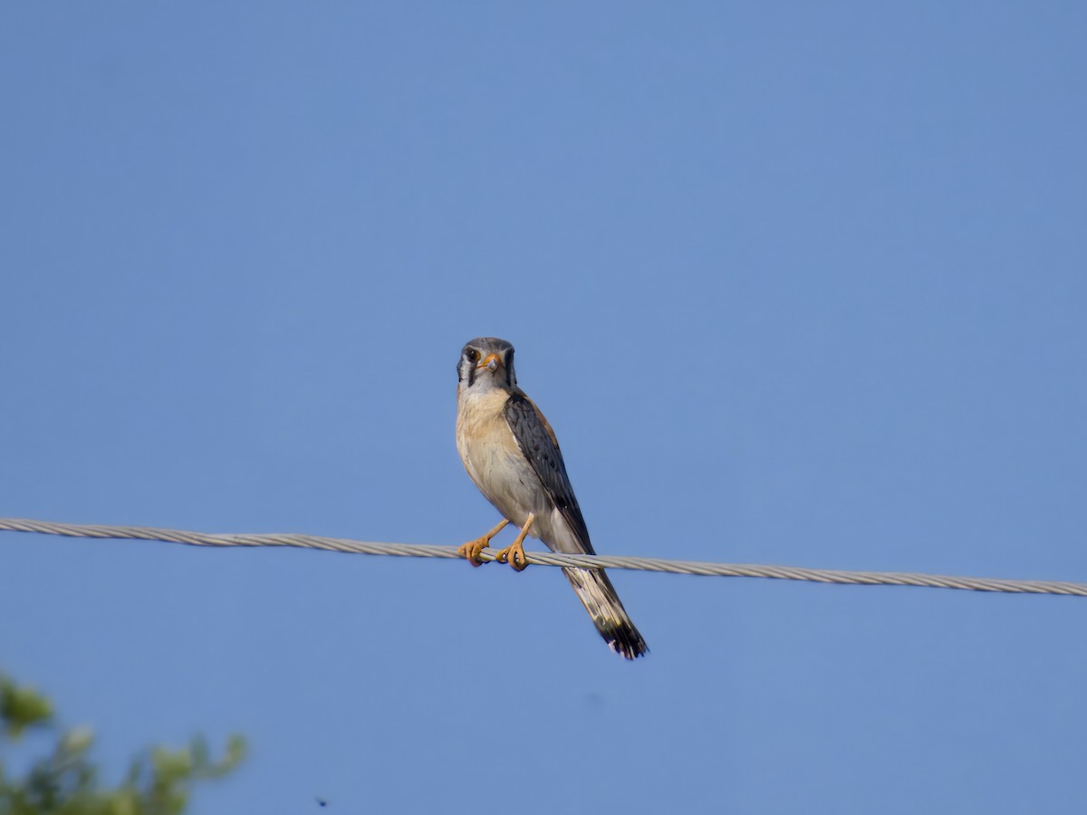 American Kestrel - ML618723781