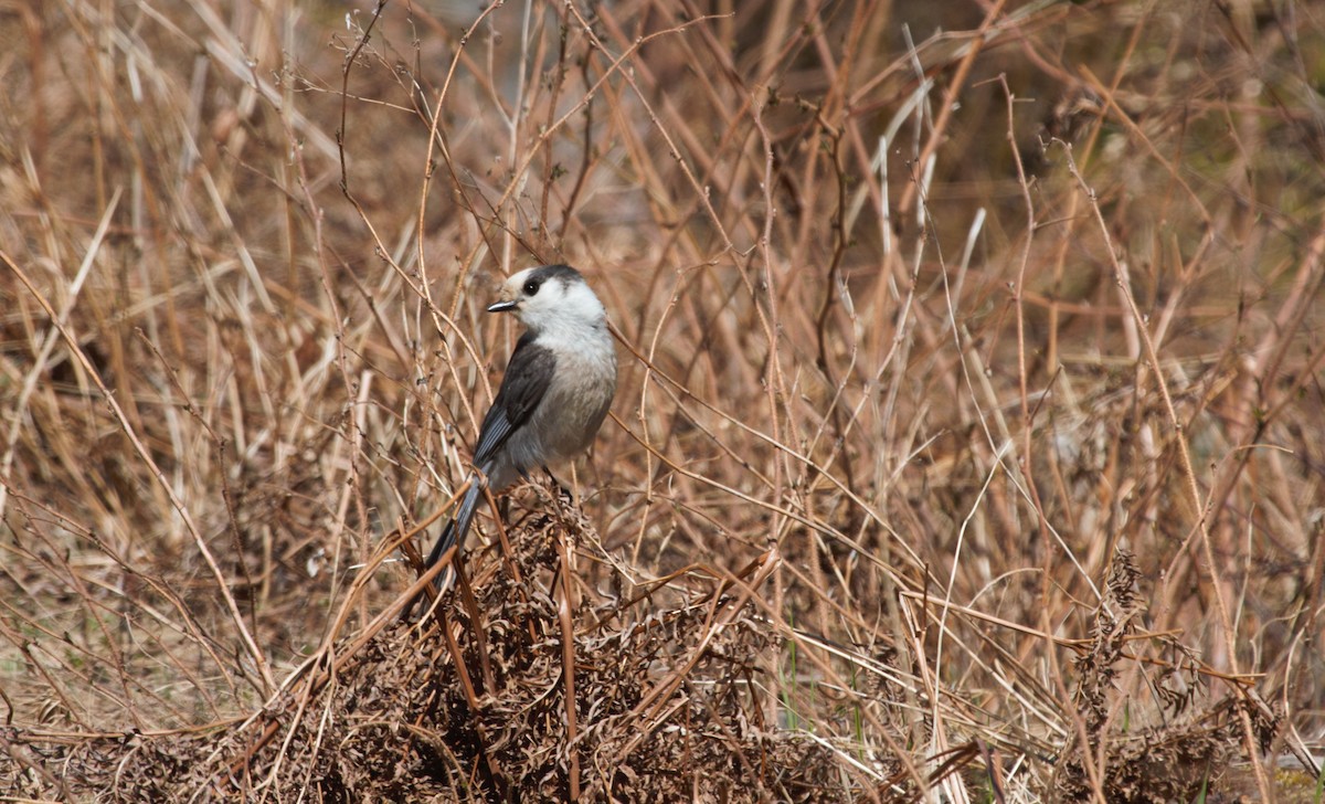 Canada Jay - Thomas Biteau