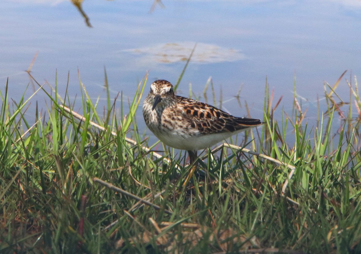 Least Sandpiper - ML618723848