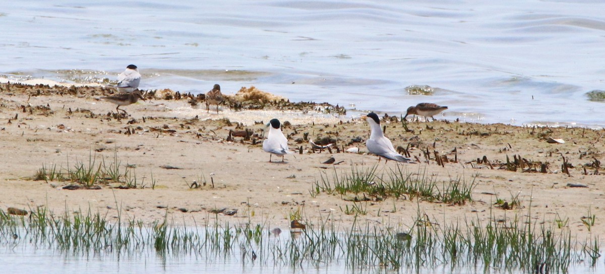 Least Tern - ML618723859