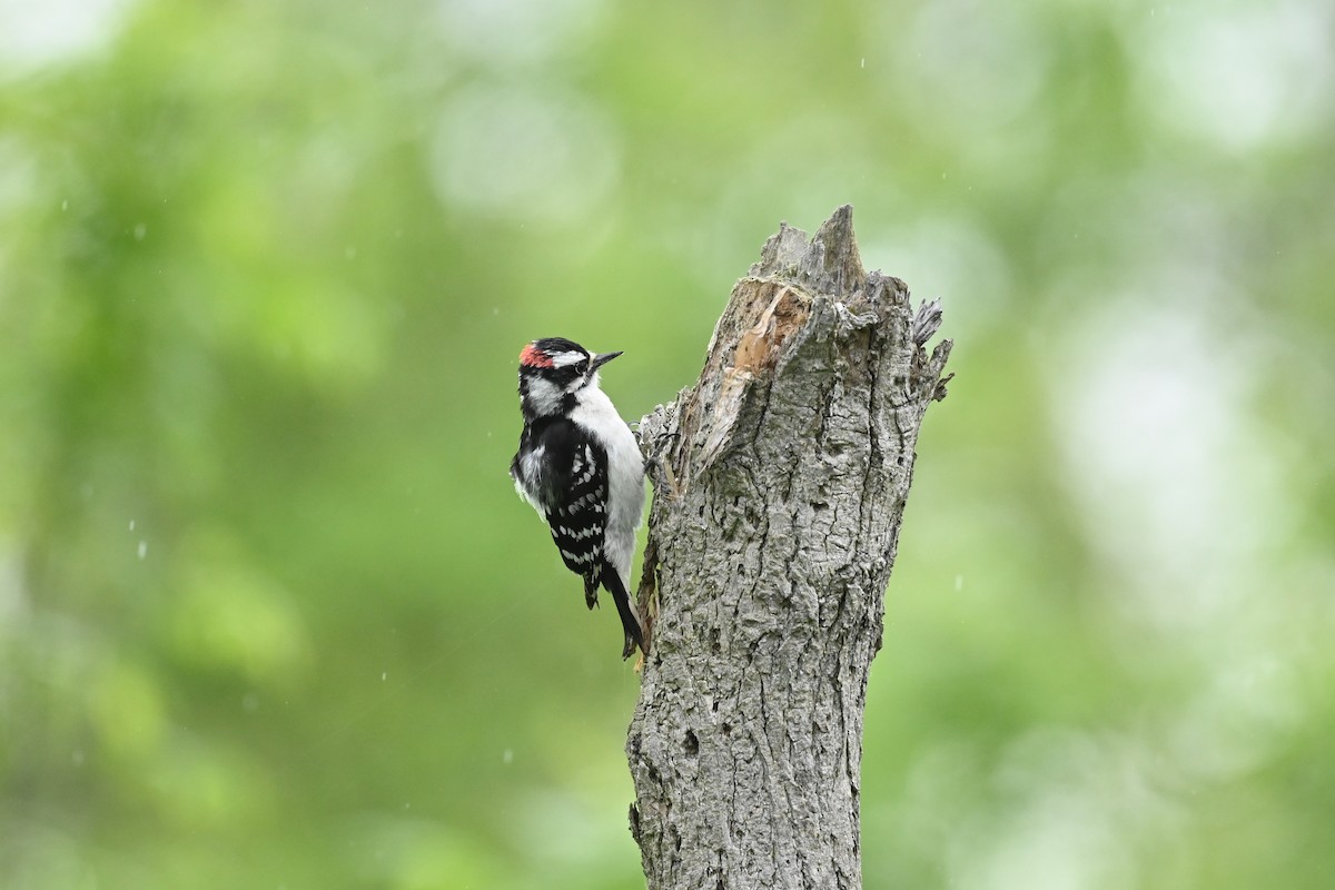 Downy Woodpecker - ML618723880