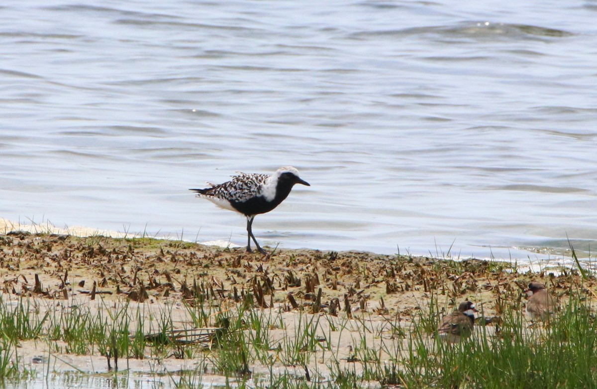 Black-bellied Plover - ML618723922