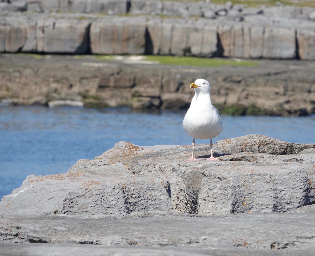 Goéland argenté (argentatus/argenteus) - ML618723925