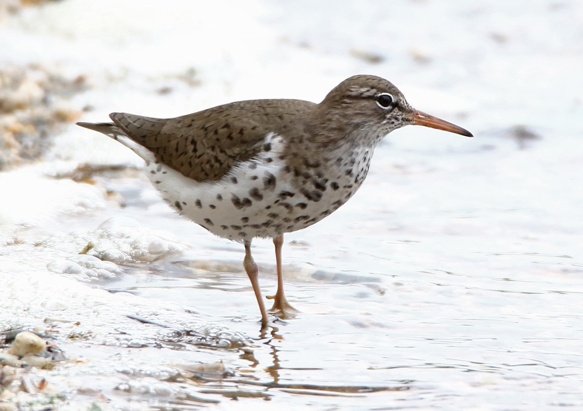 Spotted Sandpiper - ML618723950