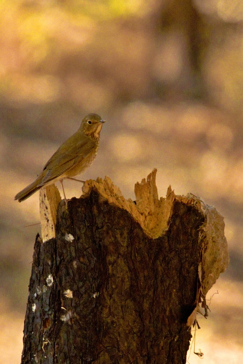 Swainson's Thrush - Carlos Contreras Terrazas