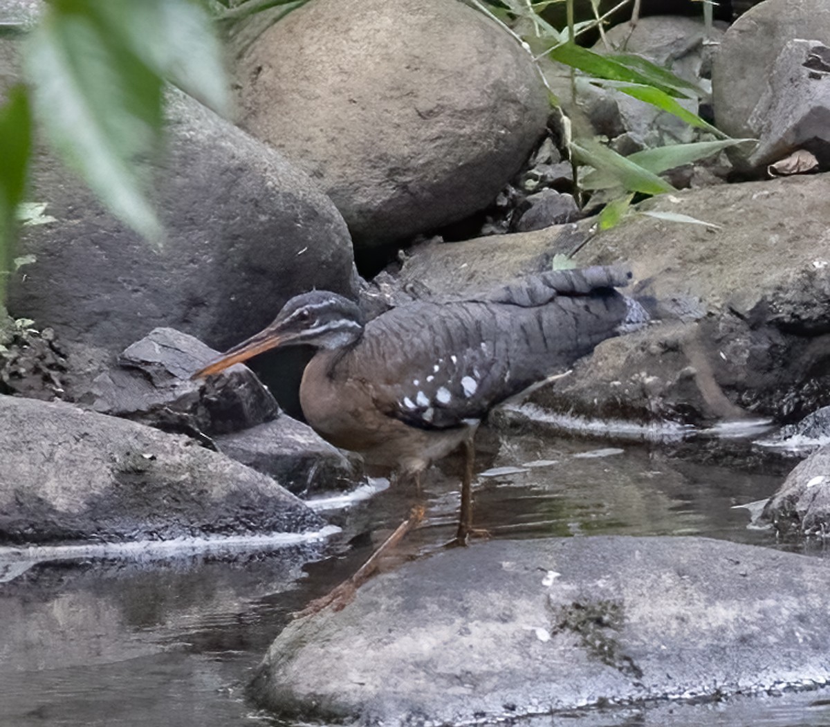 Sunbittern - ML618723956