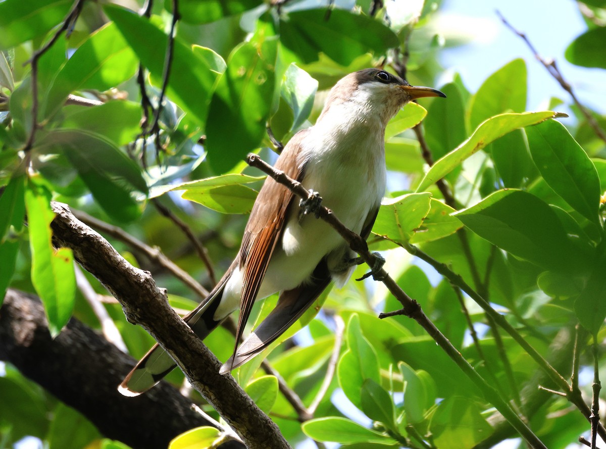 Yellow-billed Cuckoo - ML618724009