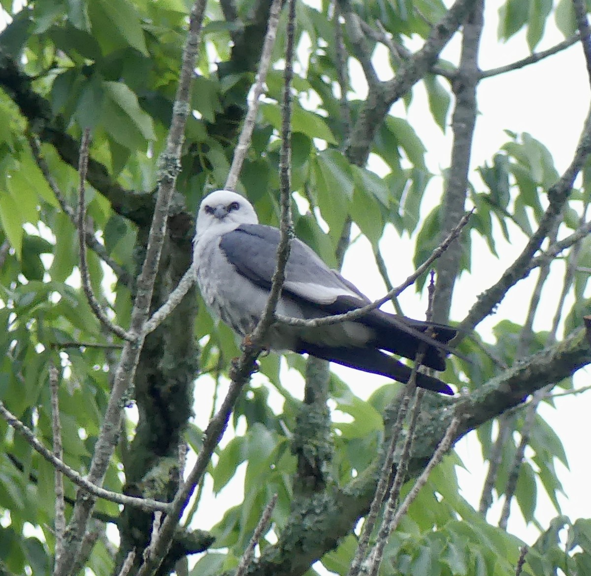 Mississippi Kite - ML618724020