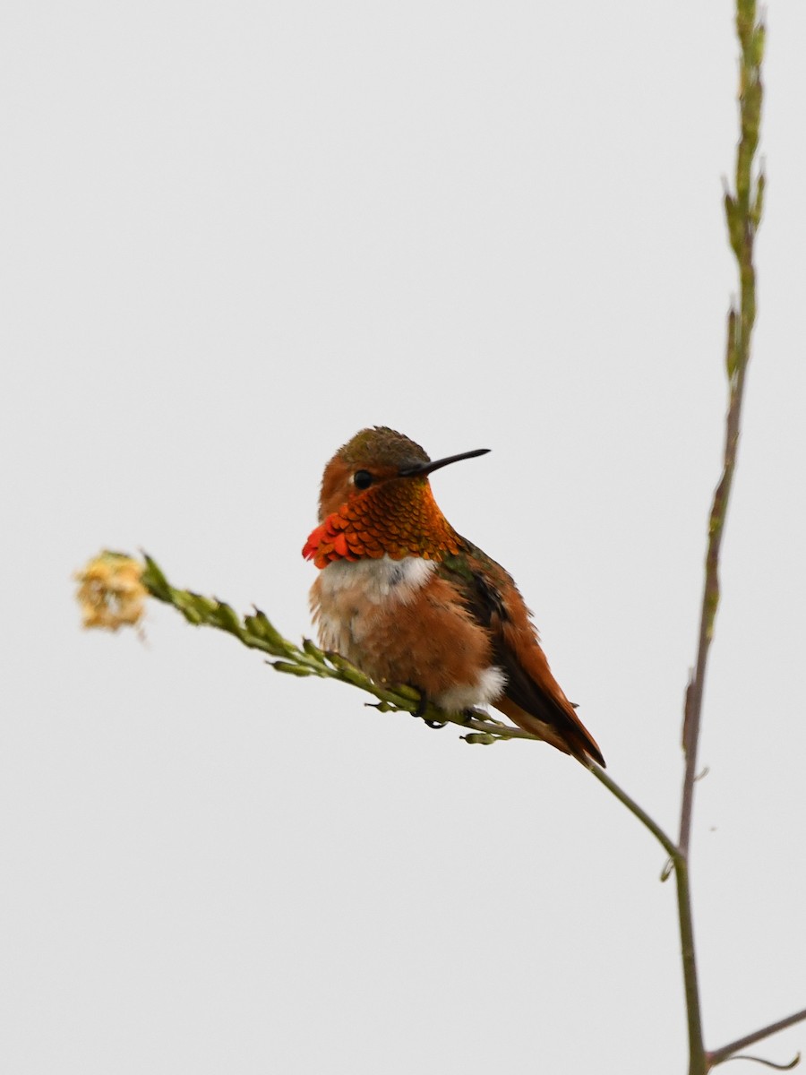 Allen's Hummingbird - Doug Lithgow