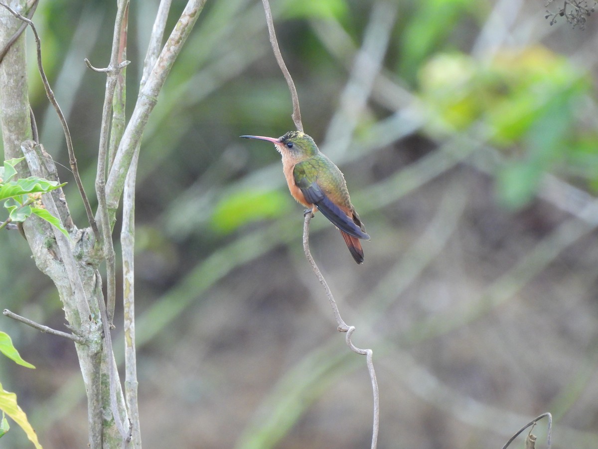 Cinnamon Hummingbird - Daniel Rivas