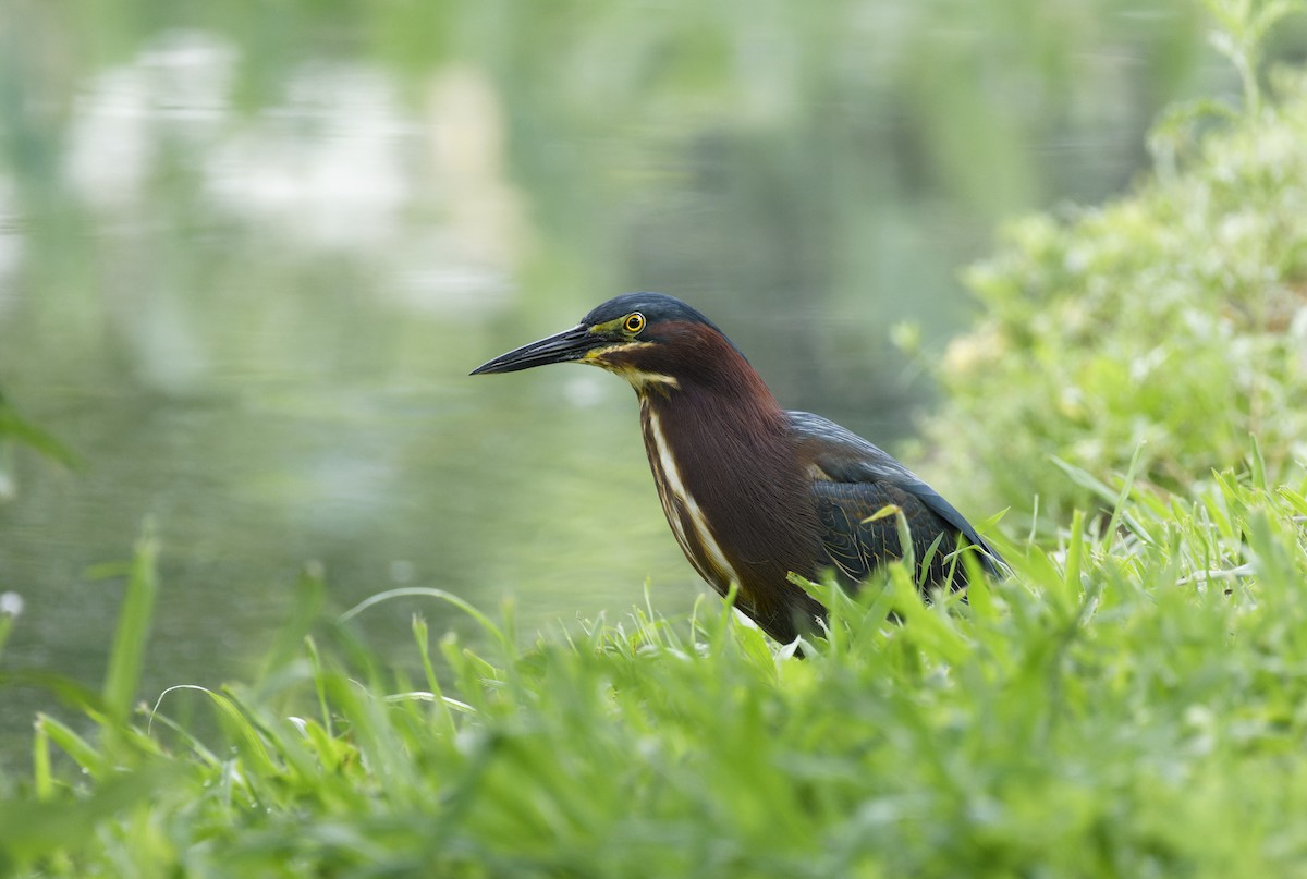 Green Heron - Ben Rippley