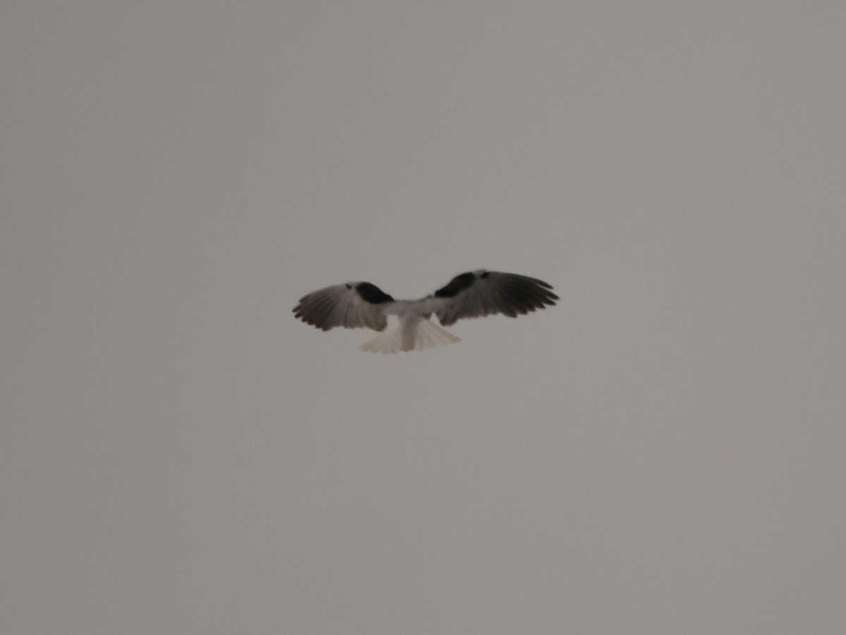 White-tailed Kite - Doug Lithgow