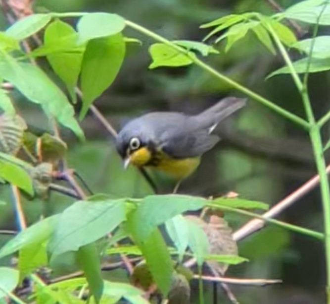 Canada Warbler - Nelson Pascuzzi