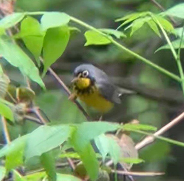 Canada Warbler - Nelson Pascuzzi