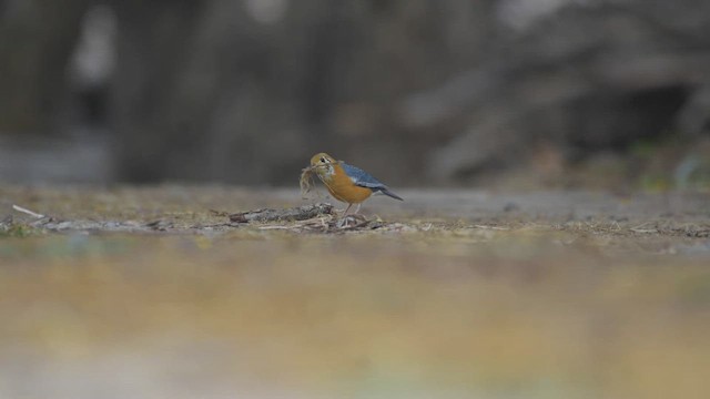 Orange-headed Thrush - ML618724099