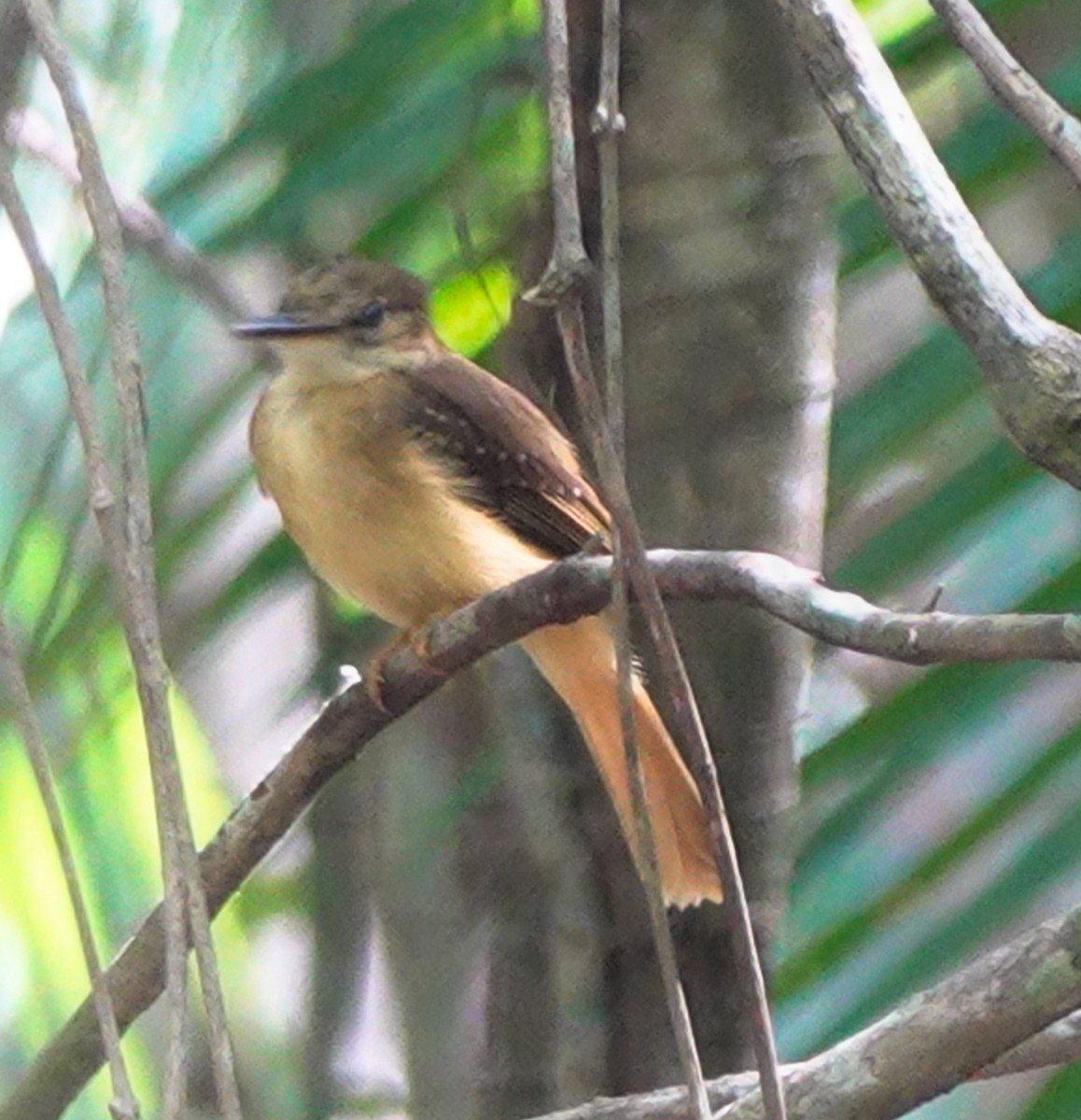 Tropical Royal Flycatcher - ML618724101