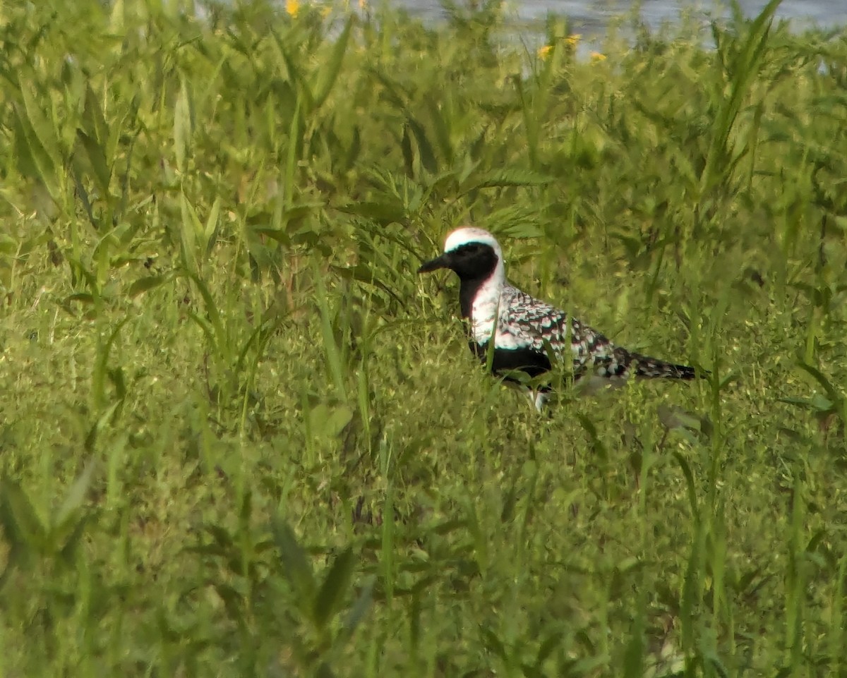 Black-bellied Plover - ML618724117