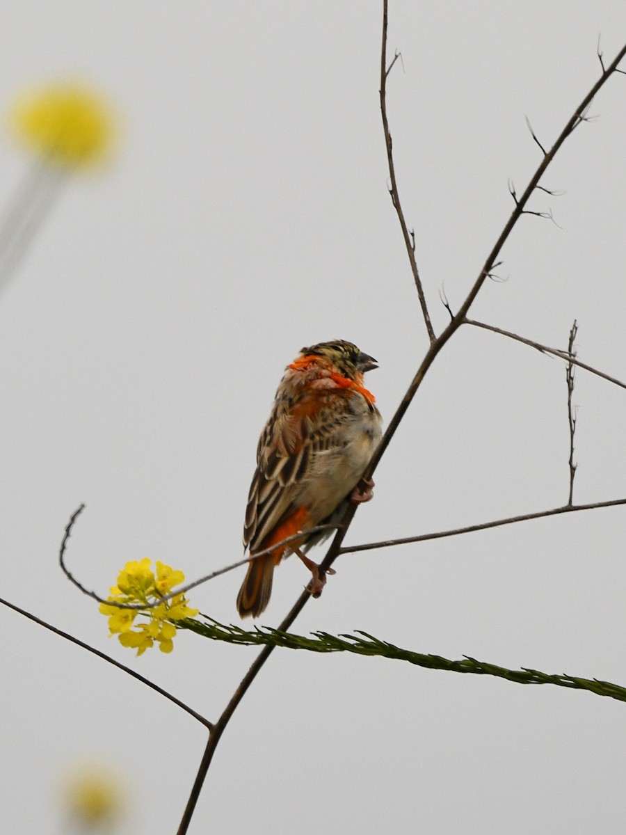 Northern Red Bishop - Doug Lithgow