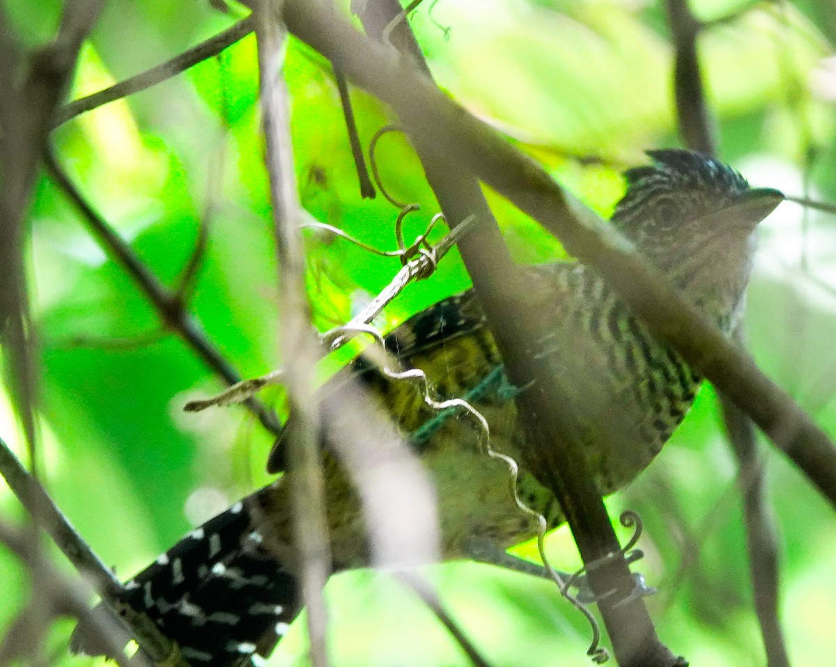 Barred Antshrike - ML618724132