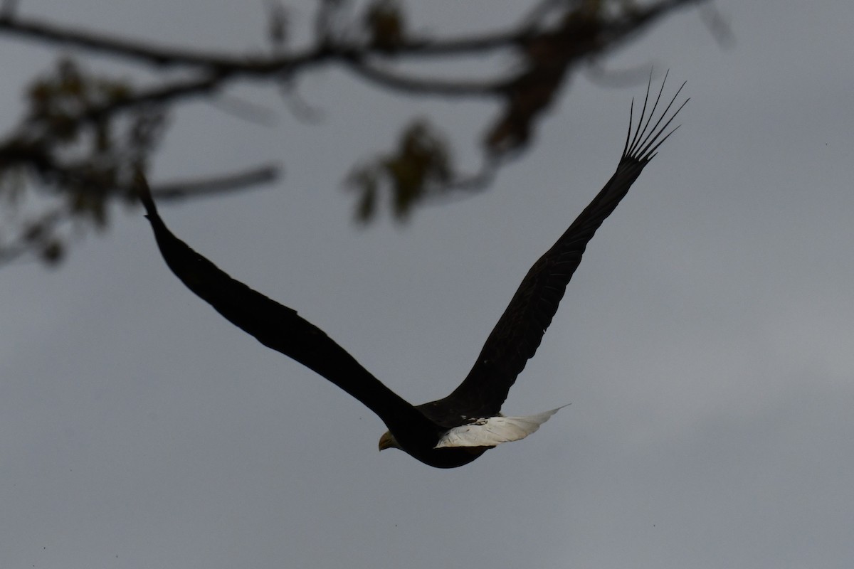 Bald Eagle - ML618724142