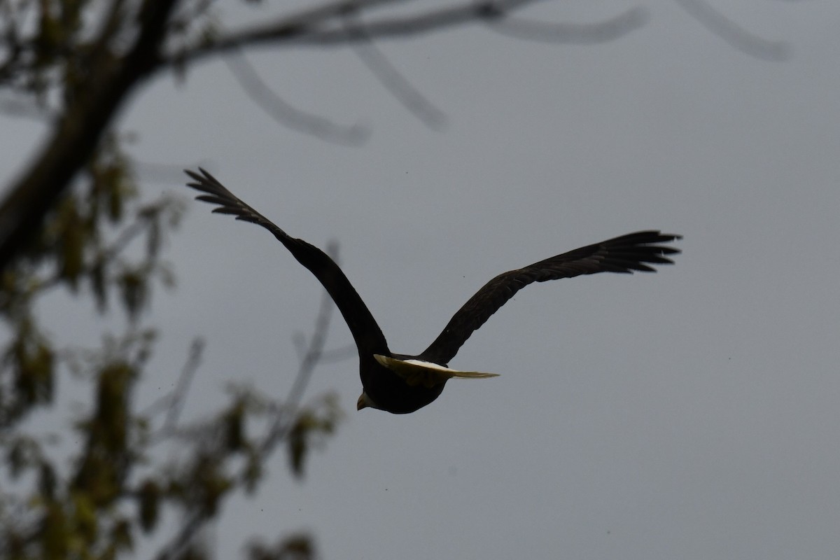 Bald Eagle - ML618724143