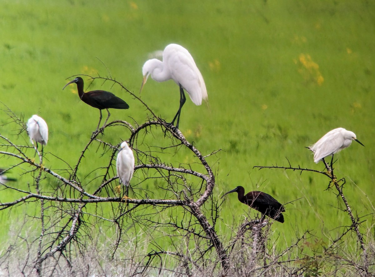 Glossy Ibis - ML618724173