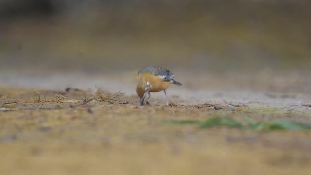 Orange-headed Thrush - ML618724199