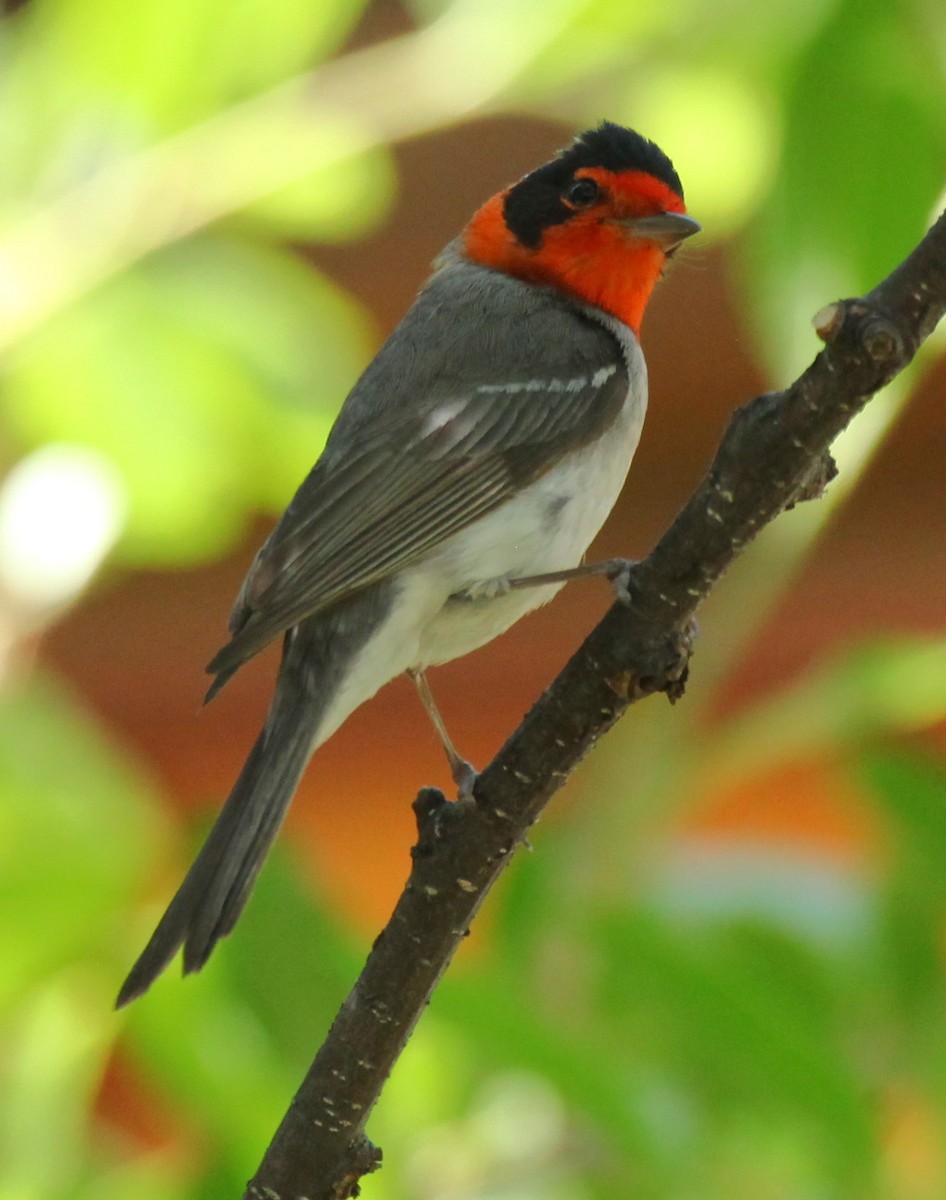 Red-faced Warbler - Ken Lamberton