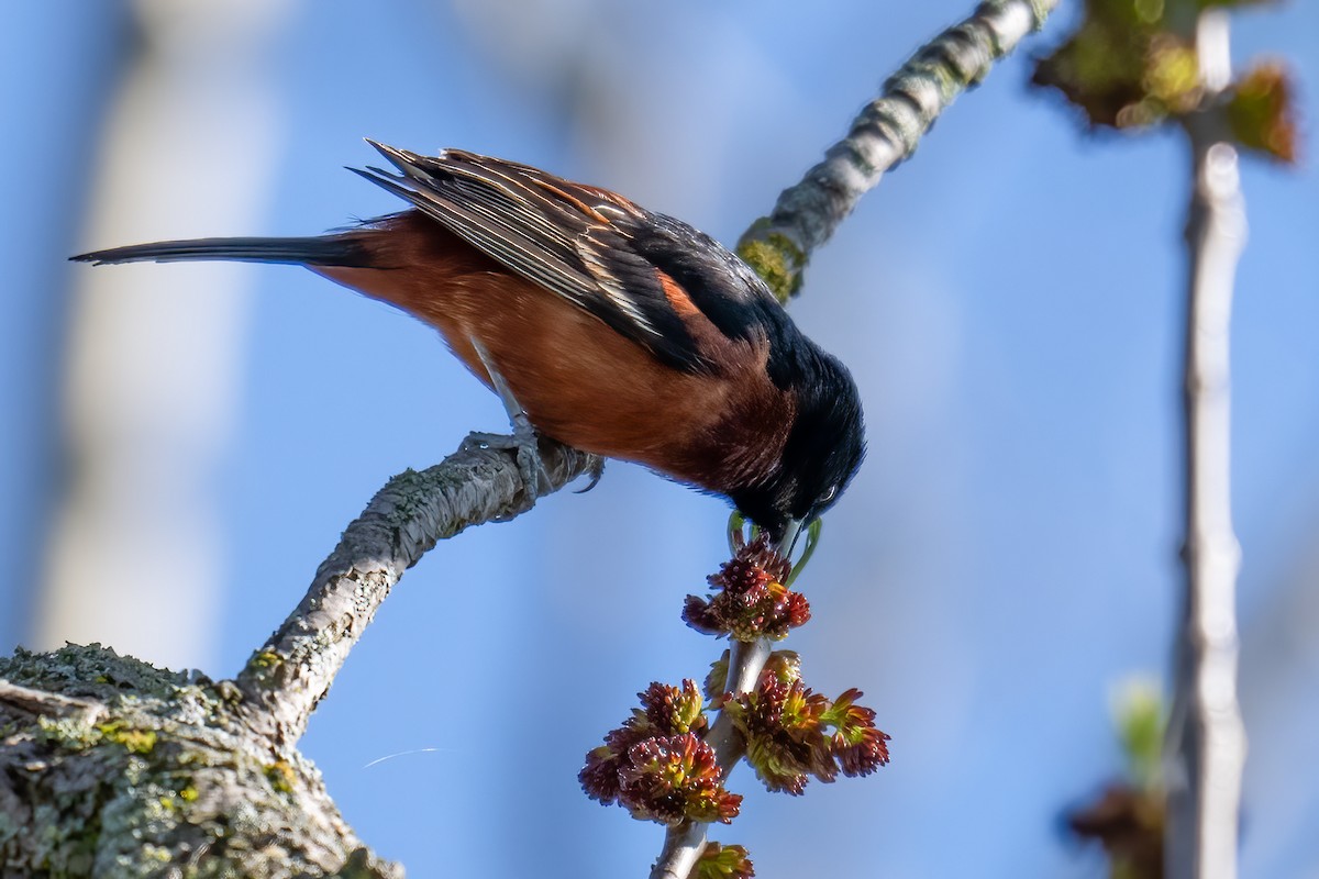 Orchard Oriole - Rob  Henderson