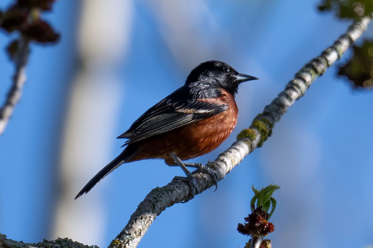 Orchard Oriole - Rob  Henderson